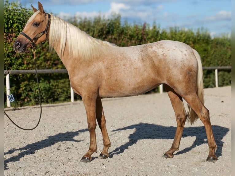 Andalusiër Merrie 4 Jaar 152 cm Palomino in Neustadt (Wied)