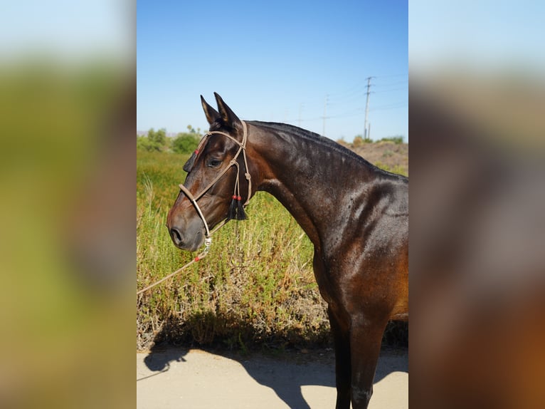 Andalusiër Merrie 4 Jaar 152 cm Roodbruin in Corona, CA