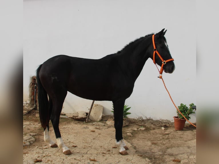 Andalusiër Merrie 4 Jaar 152 cm Zwart in Vejer de la Frontera