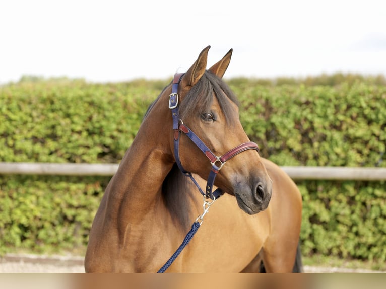 Andalusiër Merrie 4 Jaar 153 cm Bruin in Neustadt (Wied)