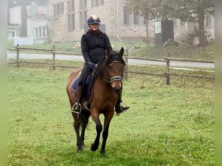 Andalusiër Merrie 4 Jaar 153 cm Bruin in Neustadt (Wied)