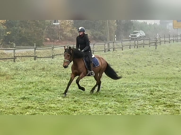 Andalusiër Merrie 4 Jaar 153 cm Bruin in Neustadt (Wied)