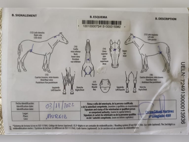 Andalusiër Mix Merrie 4 Jaar 153 cm Schimmel in Murcia