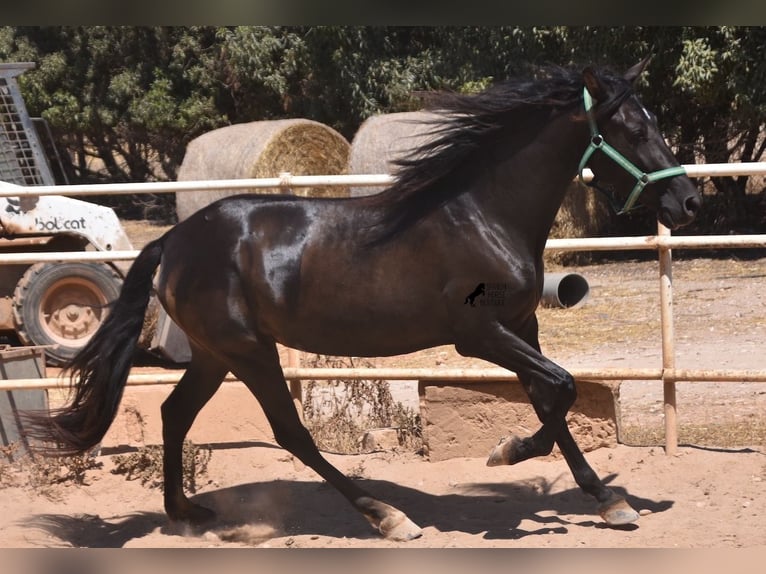 Andalusiër Merrie 4 Jaar 153 cm Zwart in Mallorca