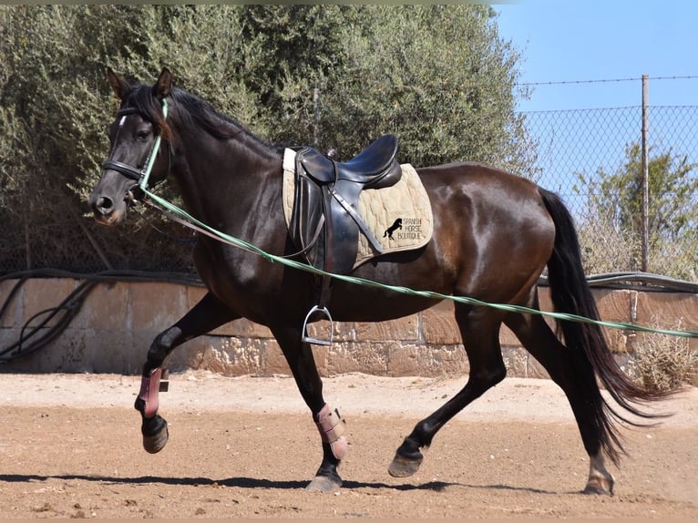 Andalusiër Merrie 4 Jaar 153 cm Zwart in Mallorca