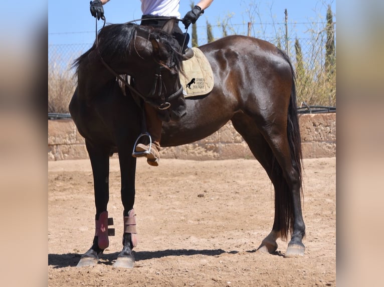 Andalusiër Merrie 4 Jaar 153 cm Zwart in Mallorca