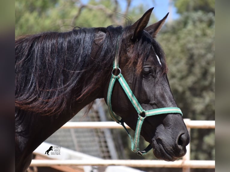 Andalusiër Merrie 4 Jaar 153 cm Zwart in Mallorca