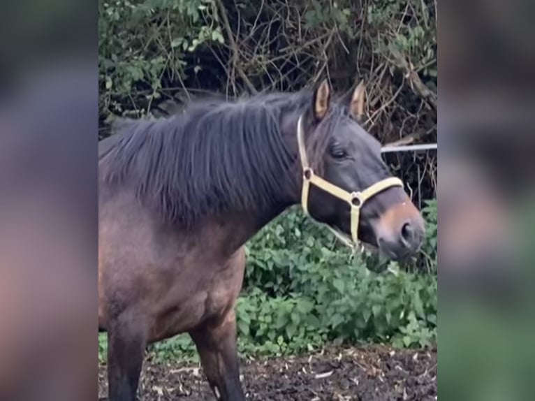 Andalusiër Merrie 4 Jaar 154 cm Donkerbruin in Tongeren