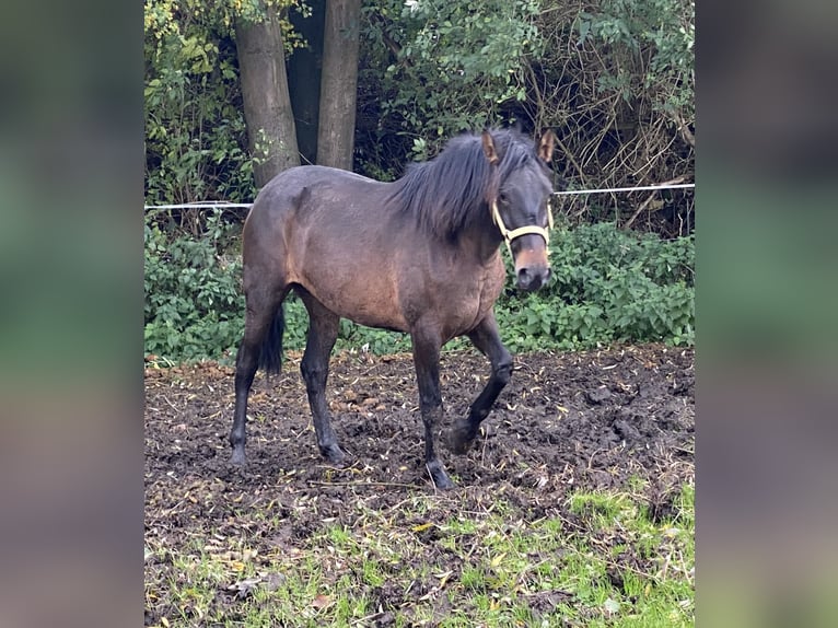 Andalusiër Merrie 4 Jaar 154 cm Donkerbruin in Tongeren