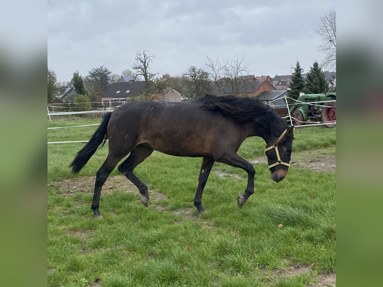 Andalusiër Merrie 4 Jaar 154 cm Donkerbruin in Tongeren