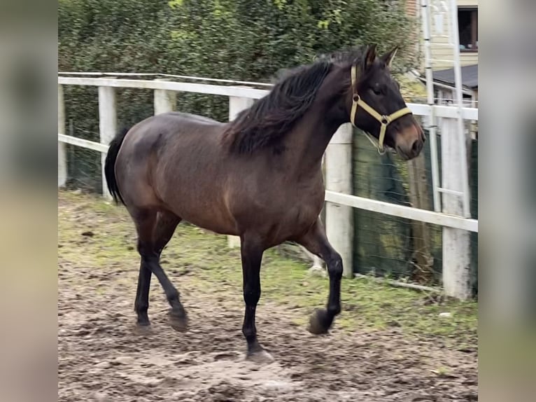 Andalusiër Merrie 4 Jaar 154 cm Donkerbruin in Tongeren