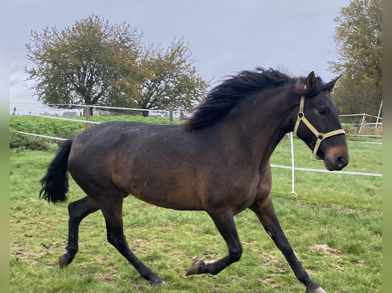 Andalusiër Merrie 4 Jaar 154 cm Donkerbruin in Tongeren