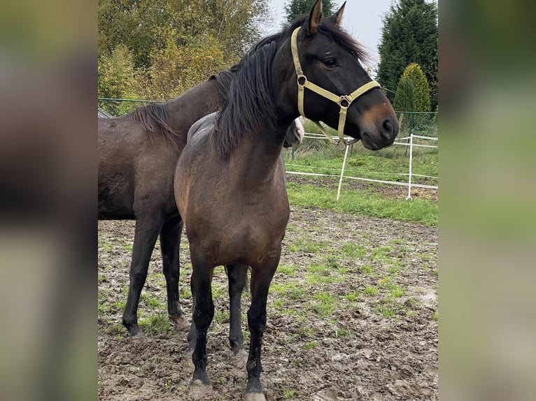 Andalusiër Merrie 4 Jaar 154 cm Donkerbruin in Tongeren