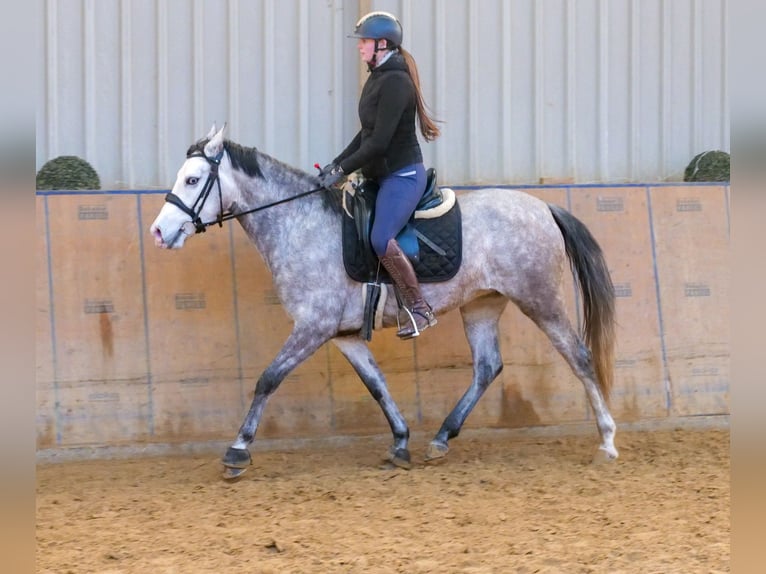 Andalusiër Merrie 4 Jaar 154 cm Schimmel in Neustadt (Wied)