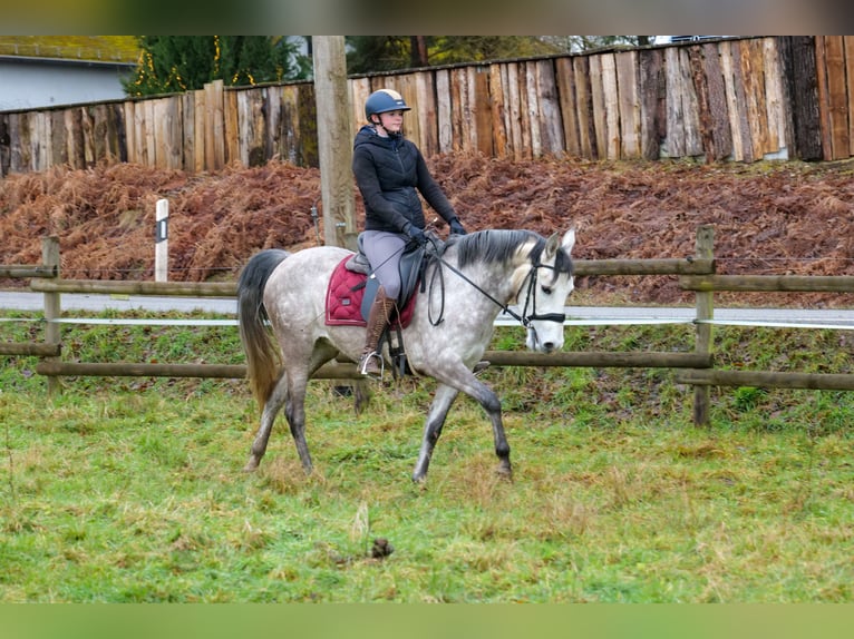 Andalusiër Merrie 4 Jaar 154 cm Schimmel in Neustadt (Wied)