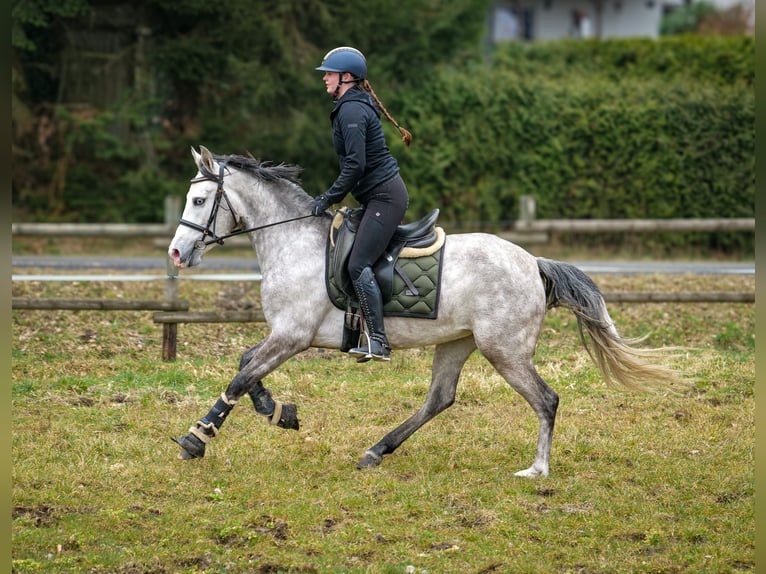 Andalusiër Merrie 4 Jaar 154 cm Schimmel in Neustadt (Wied)