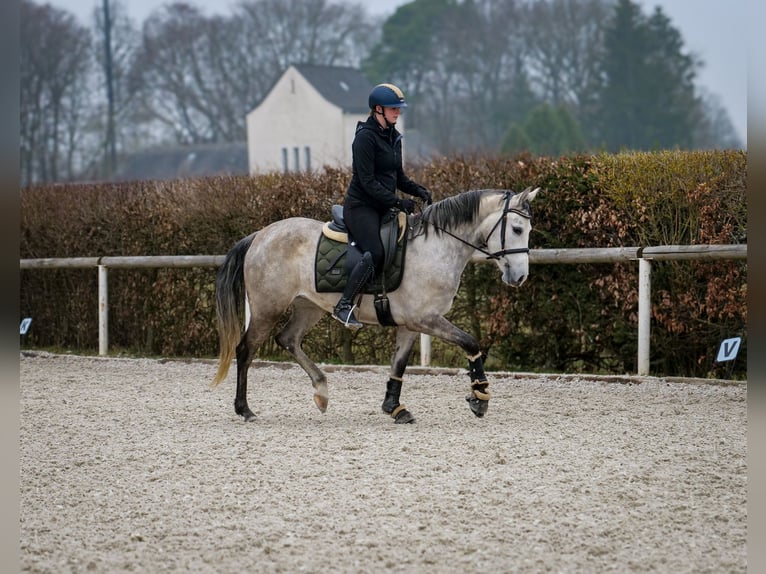 Andalusiër Merrie 4 Jaar 154 cm Schimmel in Neustadt (Wied)