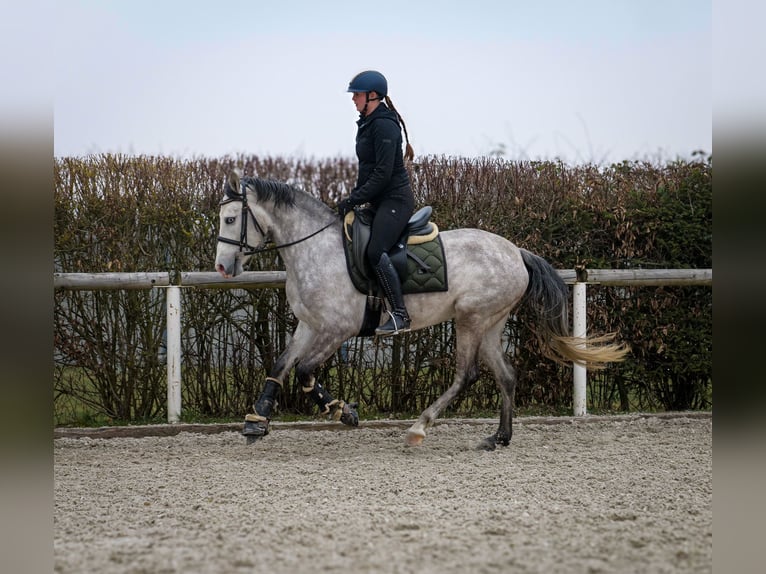 Andalusiër Merrie 4 Jaar 154 cm Schimmel in Neustadt (Wied)