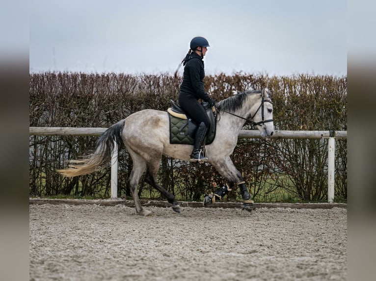 Andalusiër Merrie 4 Jaar 154 cm Schimmel in Neustadt (Wied)