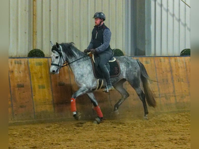 Andalusiër Merrie 4 Jaar 155 cm Appelschimmel in Neustadt (Wied)