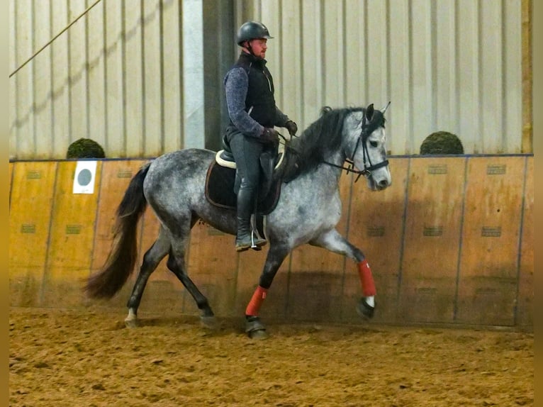 Andalusiër Merrie 4 Jaar 155 cm Appelschimmel in Neustadt (Wied)