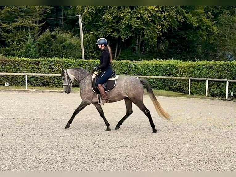 Andalusiër Merrie 4 Jaar 155 cm Blauwschimmel in Neustadt (Wied)