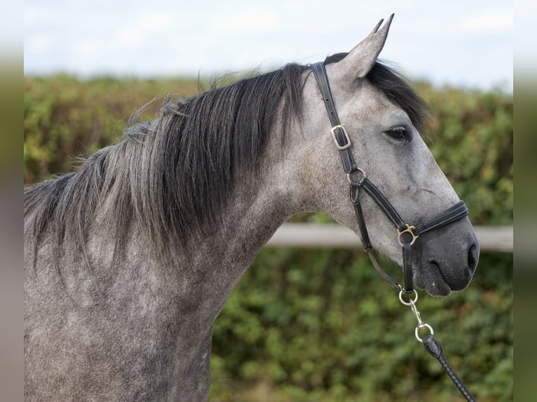 Andalusiër Merrie 4 Jaar 155 cm Blauwschimmel in Neustadt (Wied)