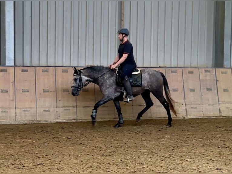 Andalusiër Merrie 4 Jaar 155 cm Blauwschimmel in Neustadt (Wied)