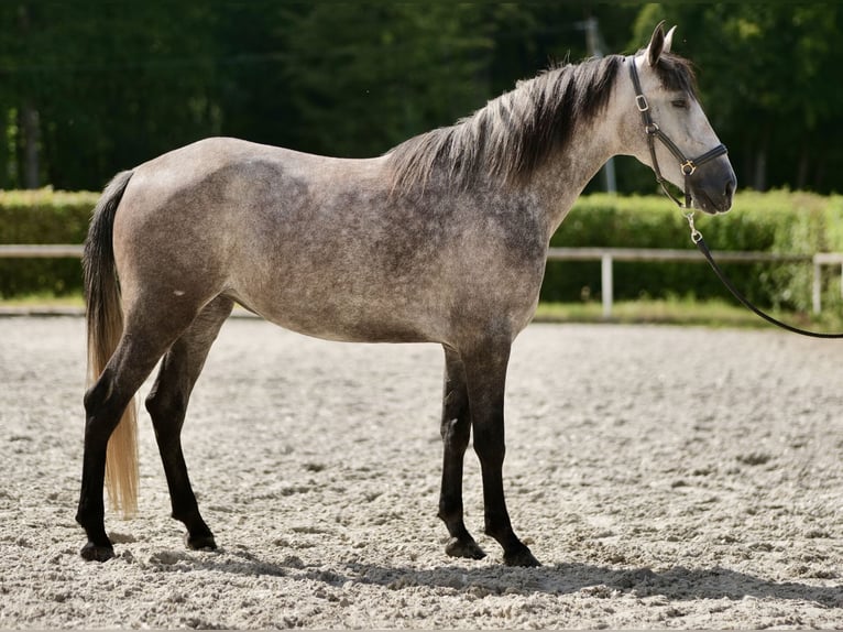 Andalusiër Merrie 4 Jaar 155 cm Blauwschimmel in Neustadt (Wied)