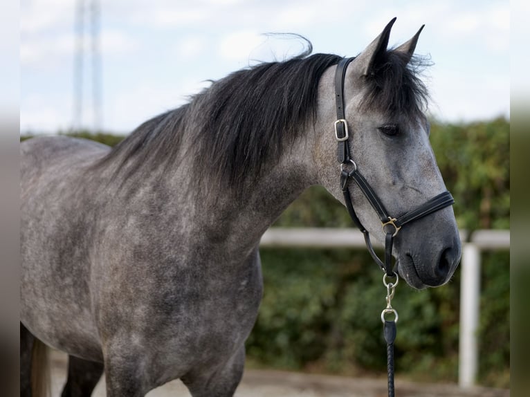 Andalusiër Merrie 4 Jaar 155 cm Blauwschimmel in Neustadt (Wied)