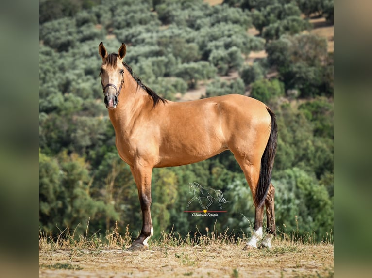 Andalusiër Merrie 4 Jaar 155 cm Falbe in Würzburg