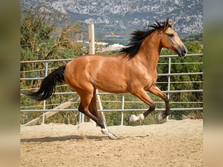 Andalusiër Merrie 4 Jaar 155 cm Falbe in Würzburg