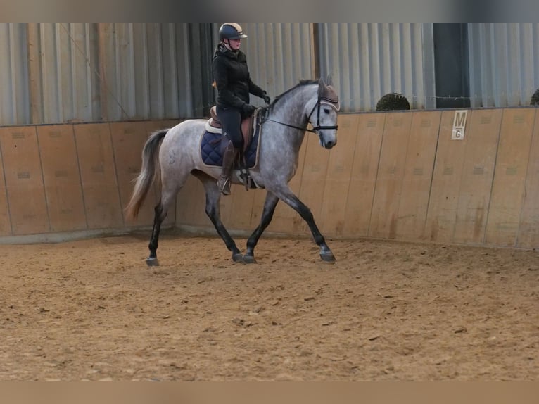 Andalusiër Merrie 4 Jaar 155 cm Schimmel in Neustadt (Wied)