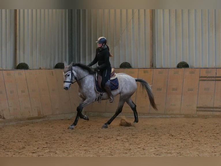 Andalusiër Merrie 4 Jaar 155 cm Schimmel in Neustadt (Wied)