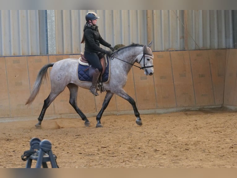 Andalusiër Merrie 4 Jaar 155 cm Schimmel in Neustadt (Wied)