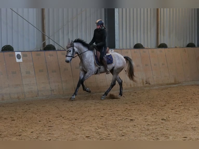 Andalusiër Merrie 4 Jaar 155 cm Schimmel in Neustadt (Wied)