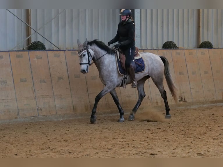 Andalusiër Merrie 4 Jaar 155 cm Schimmel in Neustadt (Wied)