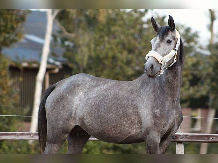 Andalusiër Mix Merrie 4 Jaar 156 cm Blauwschimmel in Oudewater