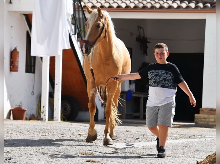 Andalusiër Merrie 4 Jaar 156 cm Palomino in Provinz Cordoba