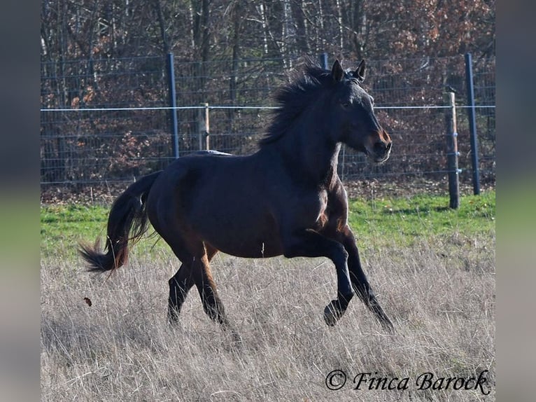 Andalusiër Merrie 4 Jaar 156 cm Zwartbruin in Wiebelsheim