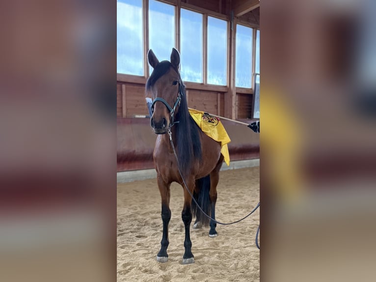 Andalusiër Merrie 4 Jaar 157 cm Bruin in Achstetten