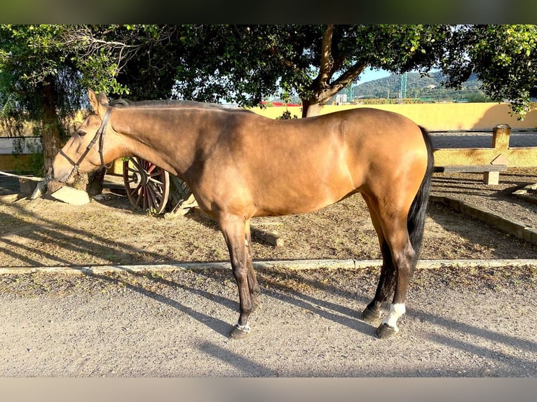 Andalusiër Merrie 4 Jaar 157 cm Buckskin in Martfeld