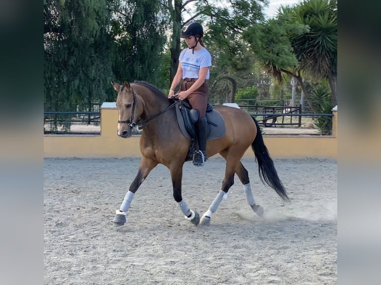 Andalusiër Merrie 4 Jaar 157 cm Buckskin in Martfeld