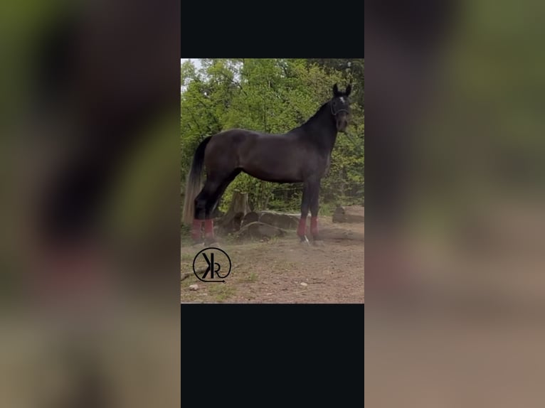 Andalusiër Merrie 4 Jaar 157 cm in A&#xDF;lar