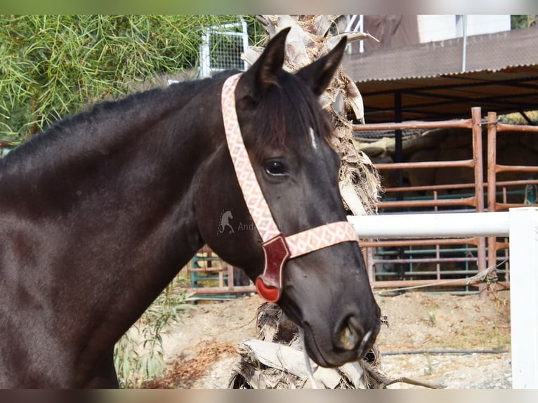 Andalusiër Merrie 4 Jaar 157 cm Zwart in Provinz Malaga