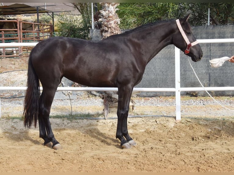 Andalusiër Merrie 4 Jaar 157 cm Zwart in Provinz Malaga