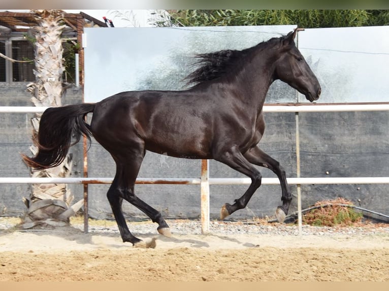 Andalusiër Merrie 4 Jaar 157 cm Zwart in Provinz Malaga