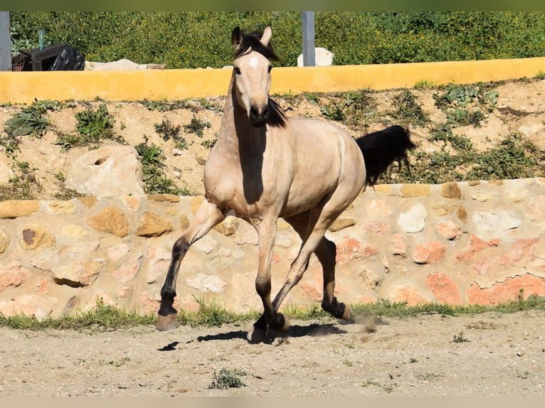 Andalusiër Merrie 4 Jaar 158 cm Falbe in Provinz  Malaga