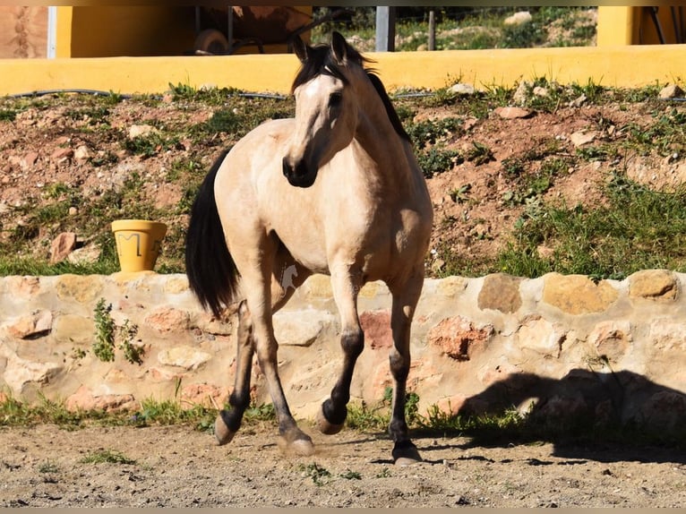 Andalusiër Merrie 4 Jaar 158 cm Falbe in Provinz  Malaga