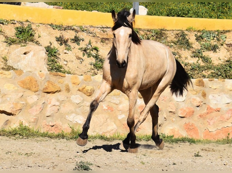 Andalusiër Merrie 4 Jaar 158 cm Falbe in Provinz  Malaga